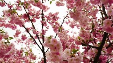 Rüzgarda sallanan bir ağaç dalında pembe çiçeklerin yakın çekimi. Sakura çiçekleri taç yaprakları, sakura yapraklı güzel bir dal. Kamera hareketli Sakura ağacı.