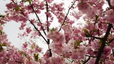 Ağaçtaki yapraklar. Rüzgarda sallanan bir ağaç dalında pembe çiçeklerin yakın çekimi. Sakura çiçekleri taç yaprakları, sakura yapraklı güzel bir dal. Kamera hareketli Sakura ağacı