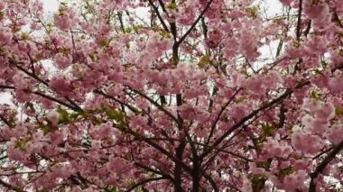 Yumuşak odaklı çiçek açan sakura ağacı. Ağaçtaki güzel pembe çiçekler.