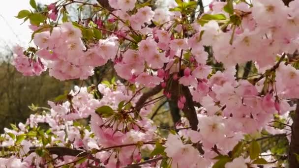 信じられないほど美しいピンクの桜の花 風に揺れる桜の枝を咲かせます 美しい桜 — ストック動画