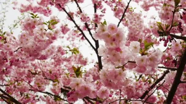 桜の花びらのクローズアップ 桜の花びらの美しい枝 カメラの動きを持つ桜の木 風に揺れるピンクの花のクローズアップ — ストック動画