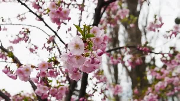 사쿠라 아름다운 사쿠라 나무와 카메라움직임 바람에 흔들리는 분홍빛 꽃들의 — 비디오