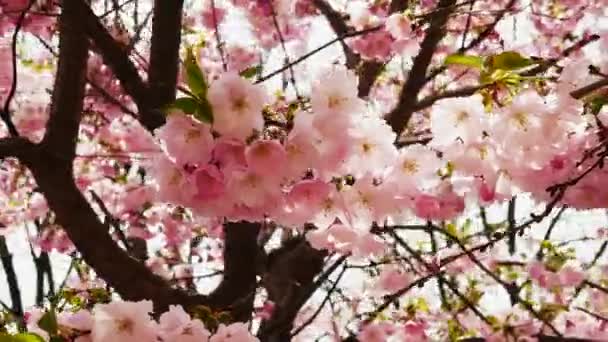 樱花盛开 枝条美丽 花瓣稀疏 具有相机运动的樱花树 — 图库视频影像