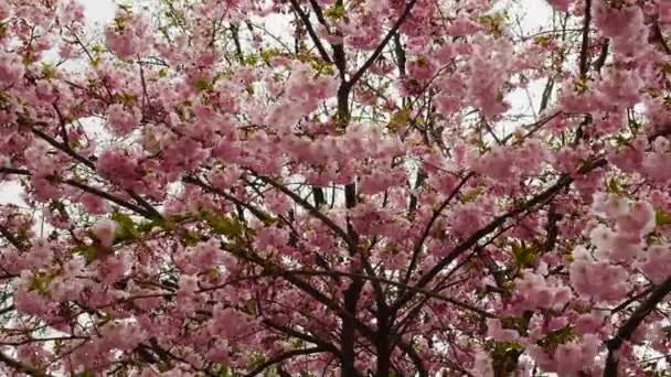 Macio Foco Florescendo Árvore Sakura Lindas Flores Cor Rosa Árvore — Vídeo de Stock