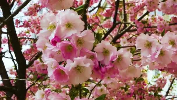 Árbol Sakura Floreciente Enfoque Suave Pétalos Sakura Cerca Hermosas Flores — Vídeos de Stock