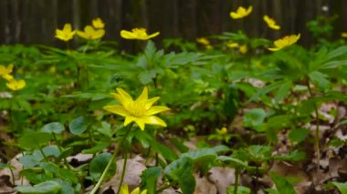 Orman çiçeklerle kaplı. Rüzgarda sallanan güzel bir tarla derinliği olan güzel çiçeklerin yakın çekimi. Ormanda bahar çiçekleri, doğa arka planı, sarı yapraklı güzel çiçekler..