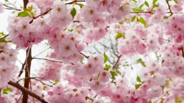 İnanılmaz güzel sakura, kiraz ağacı, pembe çiçekler, kiraz çiçekleri ağır çekimde.