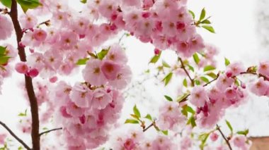 Sakura, kiraz ağacı, pembe çiçekler, kiraz çiçekleri.
