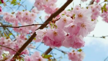 Çiçek açan bir sakura filizi. Kiraz çiçekleri, rüzgarda sallanan pembe çiçekler.