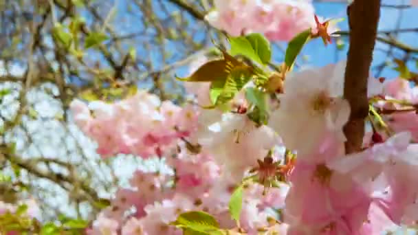 Kwitnąca Sakura Szybkim Ruchem Aparatu Wiśniowe Kwiaty Piękne Różowe Kwiaty — Wideo stockowe