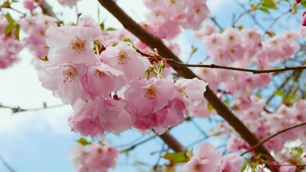 Ανοιξιάτικα Λουλούδια Είναι Ροζ Ένα Κλαδί Από Ανθισμένες Σακούρα Άνθη — Αρχείο Βίντεο