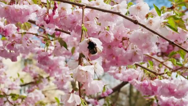 クローズアップバンブルビーは桜 ピンクの花の美しい木 桜の小枝のバンブルビーを受粉させます — ストック動画