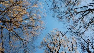 Gökyüzünün arka planında daireler çizen uzun kuru ağaçlar, ormanda 360. Doğa arkaplanı
