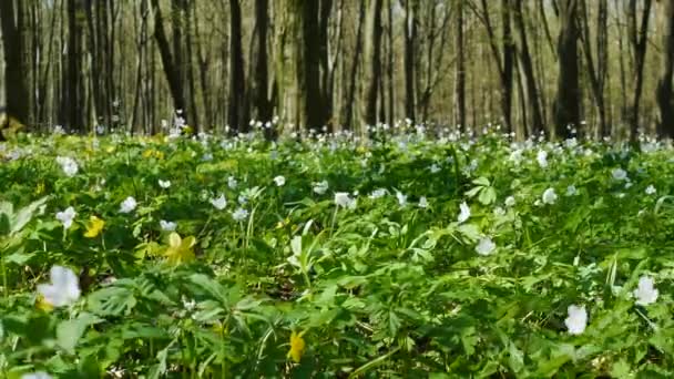 Floresta Está Coberta Flores Lindas Flores Sinos Balançam Vento Lindas — Vídeo de Stock