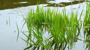 Nehirdeki yeşil çalılıklar, ormandaki güzel bir nehir, doğa, sudaki yeşil bitkilerle dolu bir göl.