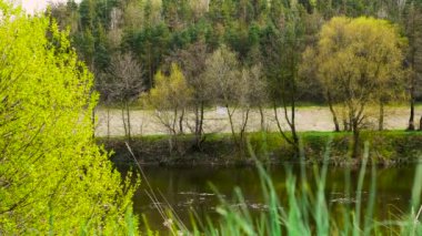 Nehirli güzel bir orman manzarası. Nehir kenarındaki güzel yaz ağaçları. Ormandaki dağ nehri..