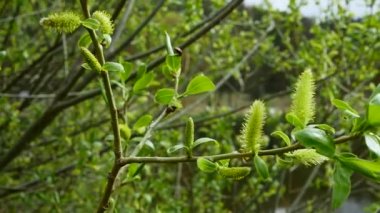 Tomurcuklar rüzgarda sallanıyor. Ağaç dalında filizlenen tomurcuklar. Ormandaki nehrin arka planı.