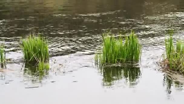 Φόντο Φύσης Πράσινο Θάμνους Δίπλα Στο Ποτάμι Ένα Όμορφο Ποτάμι — Αρχείο Βίντεο