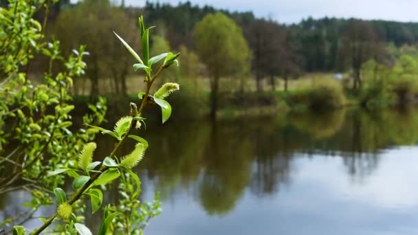 Blooming Buds Tree Branch Background River Forest — Stock Video