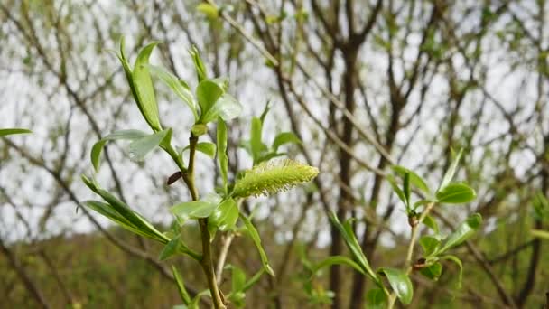 Prachtige Tak Met Groen Het Bos Bomen Het Bos Natuur — Stockvideo