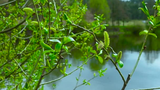 Почки Зелёные Цветут Ветке Дерева Дерево Фоне Реки Лесной Природный — стоковое видео