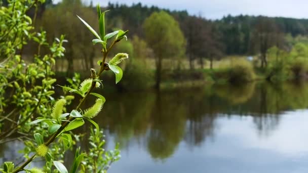 Kvetoucí Pupeny Větvi Stromu Pozadí Řeky Lese — Stock video