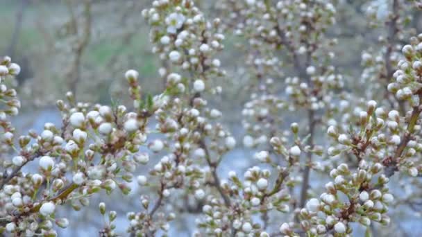 Wiosenny Wiśniowy Kwiat Zbliżenie Spowolniony Strzał Gałęzi Wiśniowego Drzewa Białym — Wideo stockowe