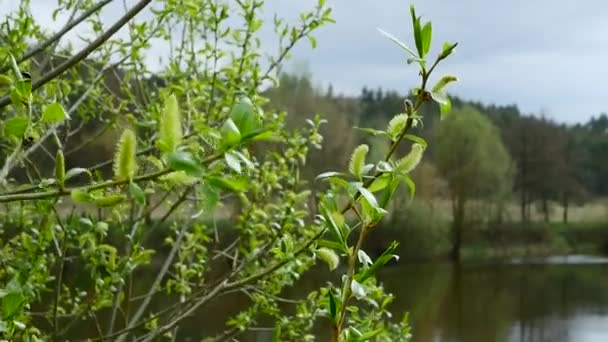 Όμορφο Κλαδί Πράσινα Μπουμπούκια Στο Φόντο Του Ποταμού Δέντρα Στο — Αρχείο Βίντεο