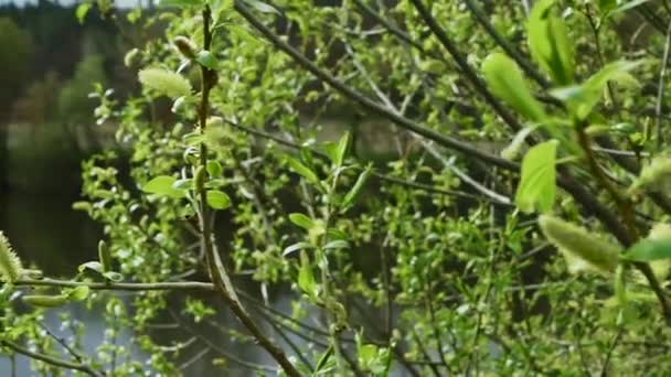 森の中の川の上に緑の芽を持つ美しい枝 川の近くの森の木々 自然背景 森林景観 — ストック動画