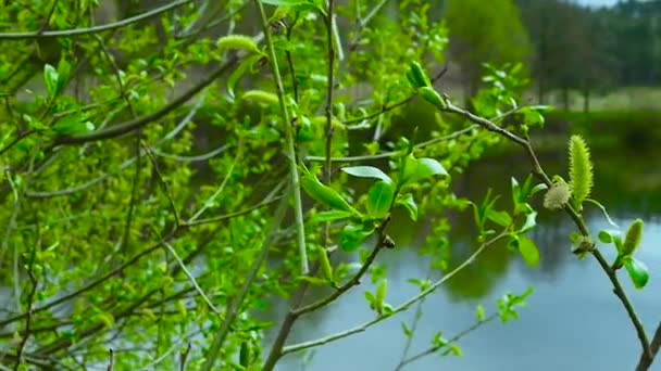 Knoppen Bloeien Groen Een Boomtak Boom Achtergrond Van Rivier Bos — Stockvideo