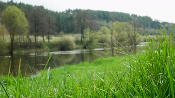 Trawa Kołysze Się Wietrze Rozmytym Tle Piękna Rzeka Lesie Środowisko — Wideo stockowe