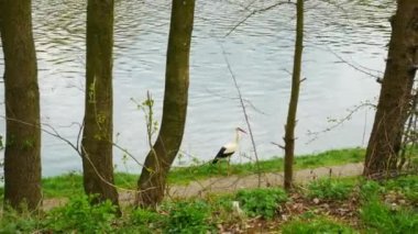 Nehrin kıyısındaki leylek. Leylek, ormandaki güzel bir kuş. Dağlık bir bölgede doğa, ormanda bir dağ nehri akar. Göçmen