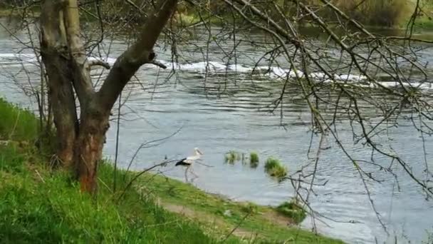 Πελαργό Πουλί Περπατά Κατά Μήκος Του Ποταμού Ένα Όμορφο Πουλί — Αρχείο Βίντεο