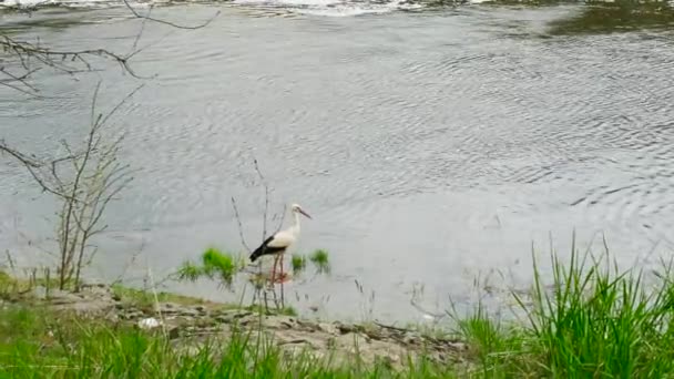 川の茂みの中の川で美しいコウノトリ コウノトリ 森の中の美しい鳥 山間部の自然 森の中を流れる渓流 — ストック動画