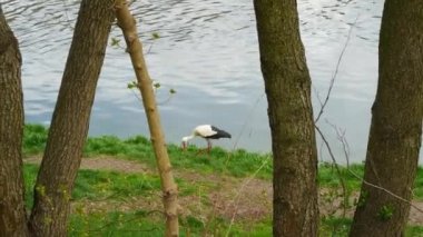 Nehrin kıyısında uzun ağaçların yanında bir leylek yürüyor. Yalnız yaşlı bir leylek nehir kıyısında duruyor. Leylek kuşu üst görüntüsü. Orman nehri.