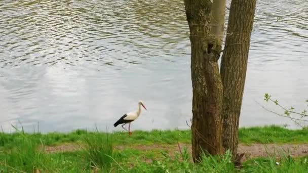 Una Cicogna Cammina Sulle Rive Del Fiume Vecchio Cicogna Solitario — Video Stock