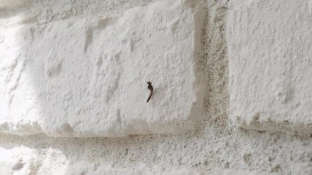 Poison Mosquito Spray Mosquito Sits White Brick Wall Splashing Poison — Stock Video