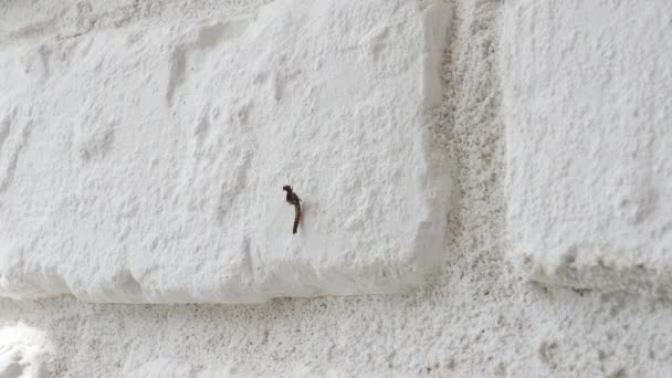 Moustique Sur Mur Briques Blanches Insecte Ailé Dans Appartement Sur — Video