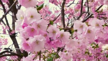 Kamera hareketli Sakura dalları. Kiraz çiçeği yaprakları. Güzel pembe çiçekler. Kiraz çiçekleri
