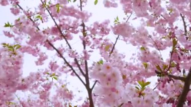 Güçlü bir rüzgar, 4K 'da kamera hareketiyle sakura dallarını çiçeklerle sallar. Sakura yaprakları rüzgarda sallanıyor, kiraz çiçekleri açıyor. Güzel pembe çiçekler. Kiraz çiçekleri.