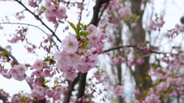 Güzel sakura çiçekleri, ağaç dalında pembe çiçekler. Kiraz çiçekleri. 4K yavaş çekim çiçeği