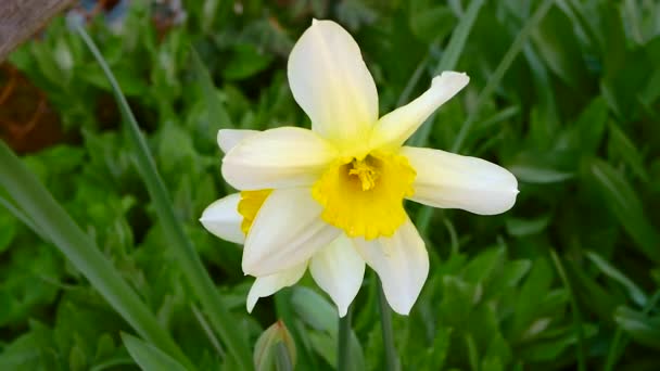 Narcyz Kwiat Ogrodzie Wiosenny Kwiat Białymi Płatkami — Wideo stockowe