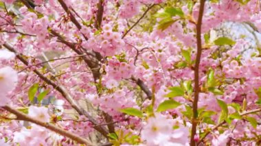 Çiçek arkaplan. Yavaş çekimde pembe çiçeklerin odağı sakura çiçeği, sakura çiçeği, rüzgar pembe çiçeklerle bir dalı sallar..