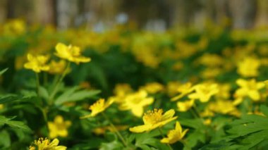 Doğa geçmişi. Sarı yapraklı çiçekler rüzgarda sallanıyor, yumuşak odak, orman çiçekleri açıyor, bahar çiçekleri açıyor..