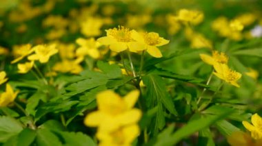 Sarı yapraklı çiçekler rüzgarda sallanıyor, orman çiçekleri, bahar çiçekleri açıyor.