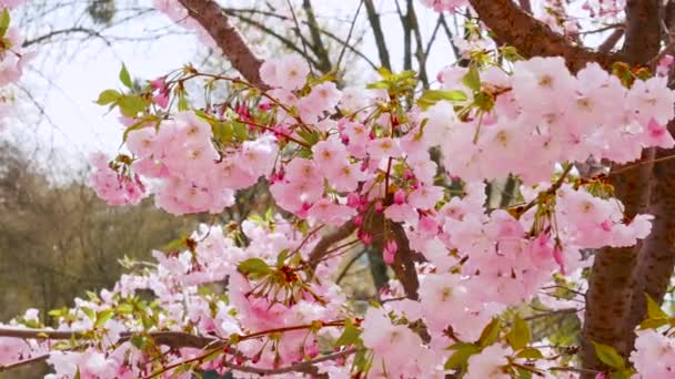 Cámara Lenta Sakura Flor Ramita Flor Flores Cerezo Viento Sacude — Vídeos de Stock