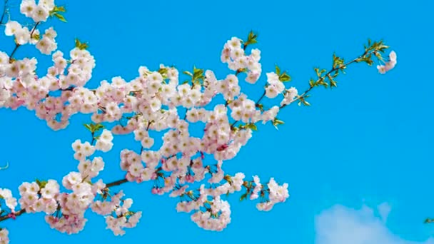 Floraler Hintergrund Weicher Fokus Rosa Blüten Zeitlupe Sakura Blühen Sakura — Stockvideo