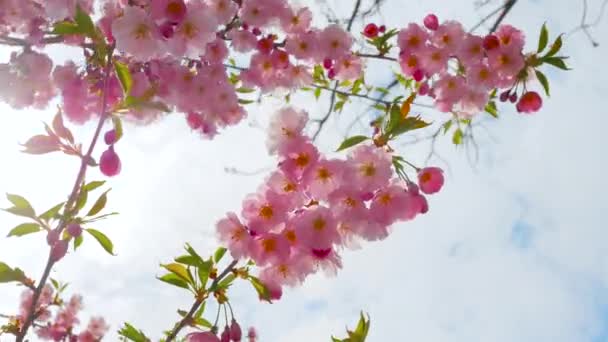 Una Hermosa Ramita Floreciente Sakura Floreciente Flores Cerezo Viento Balancea — Vídeos de Stock