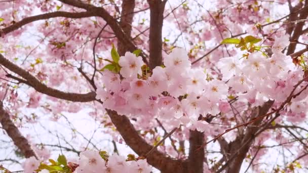 Różowe Kwiaty Zwolnionym Tempie Sakura Kwitnie Kwiaty Wiśni Wiatr Potrząsa — Wideo stockowe