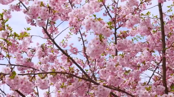 Ένα Κλαδί Sakura Ροζ Λουλούδια Ταλαντεύεται Στον Άνεμο Αργή Κίνηση — Αρχείο Βίντεο